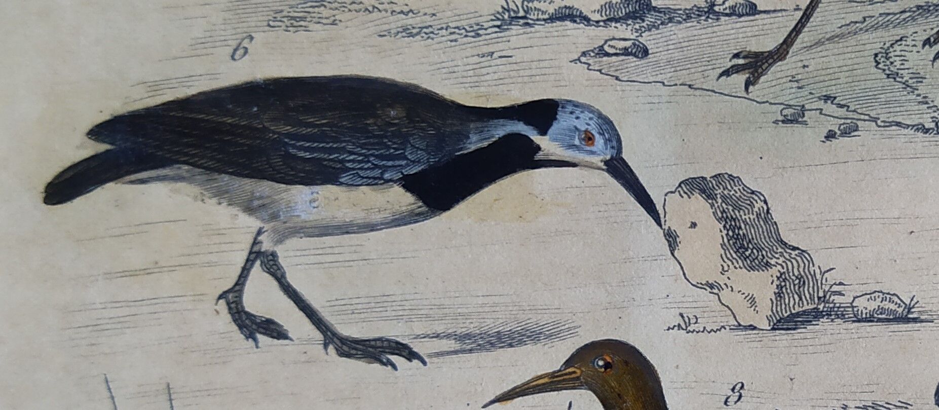 Original ornithological plate " Golden plover & with collar - Echasse - &c... " Buffon (1837)