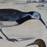 Original ornithological plate " Golden plover & with collar - Echasse - &c... " Buffon (1837)