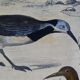 Planche ornithologique originale " Pluvier doré & à collier - Echasse - &c... " Buffon 1837