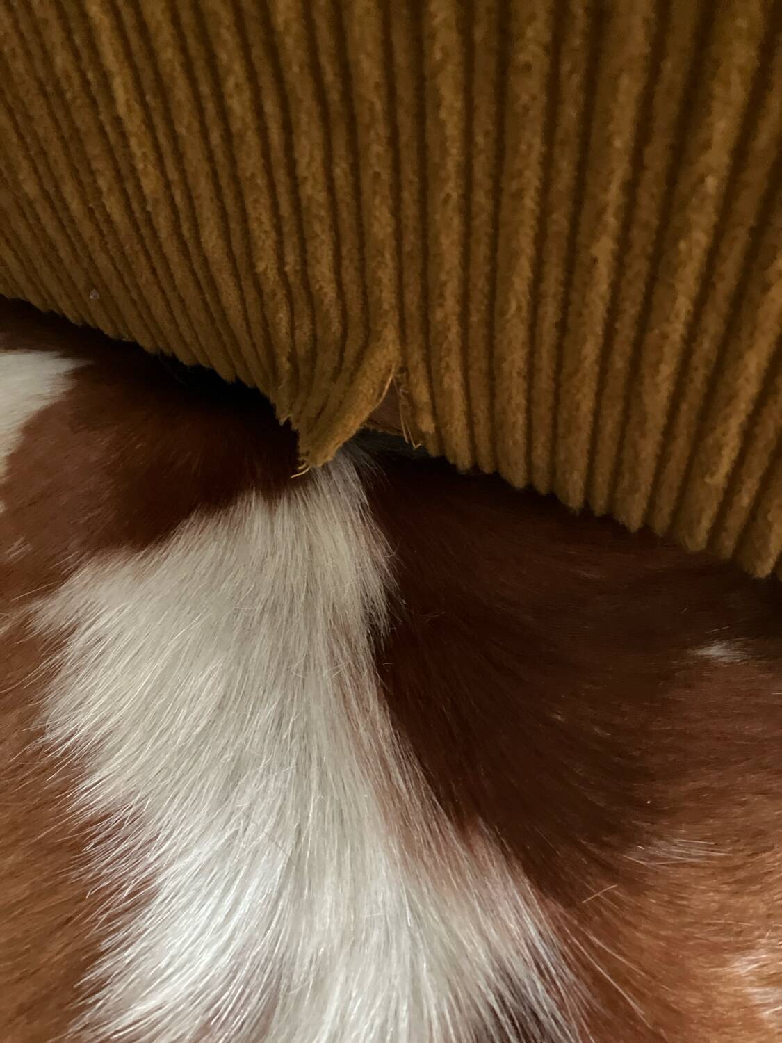 3-seater velvet sofa bed