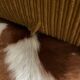 3-seater velvet sofa bed