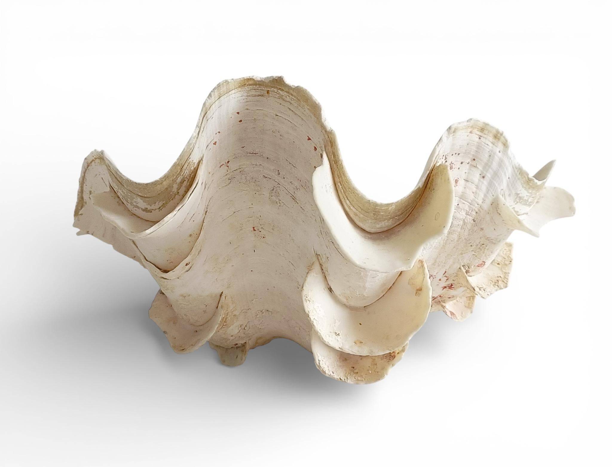 Stunning South Pacific Clam Shell – Sculptural Organic Modern Object