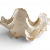 Stunning South Pacific Clam Shell – Sculptural Organic Modern Object