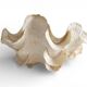 Stunning South Pacific Clam Shell – Sculptural Organic Modern Object