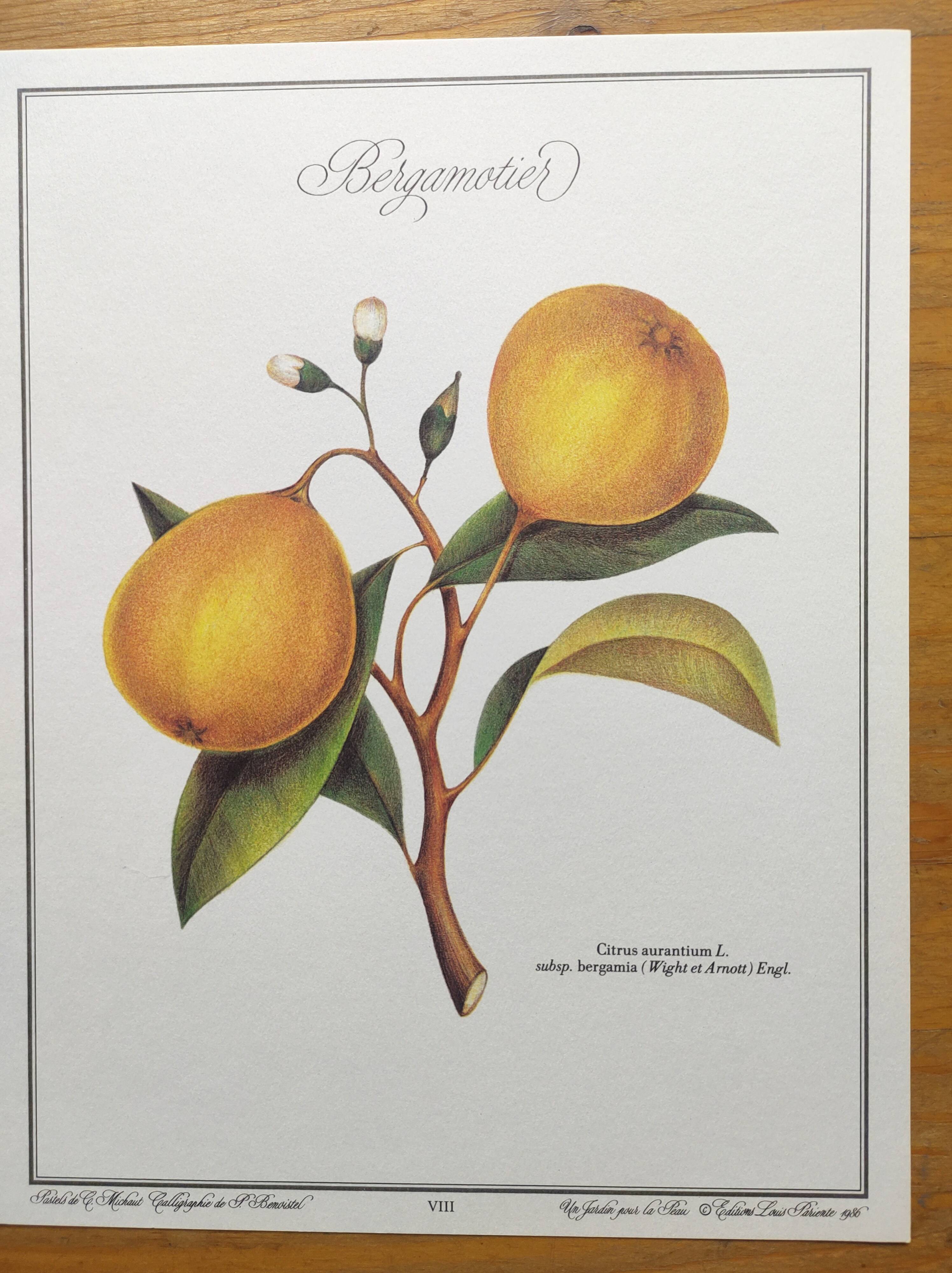 Gravure d'agrume bergamotier illustration de citrus bergamia