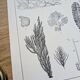 Printed in 1889, algae, florid.