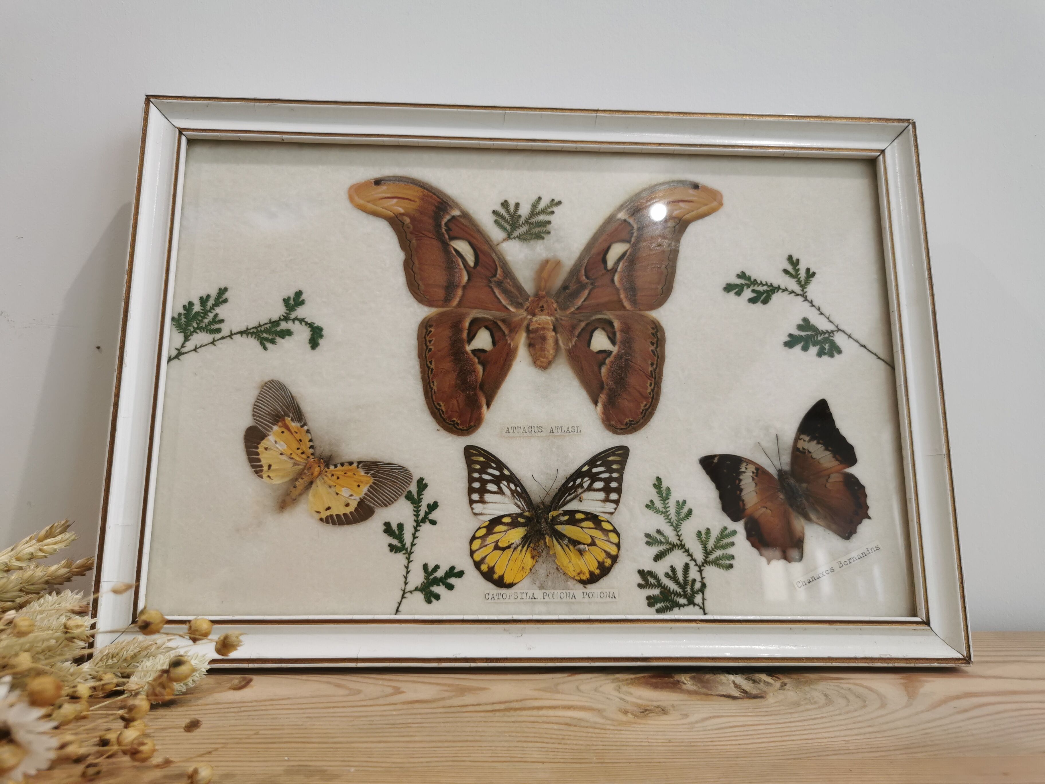 Vintage butterfly taxidermy frame