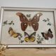 Vintage butterfly taxidermy frame