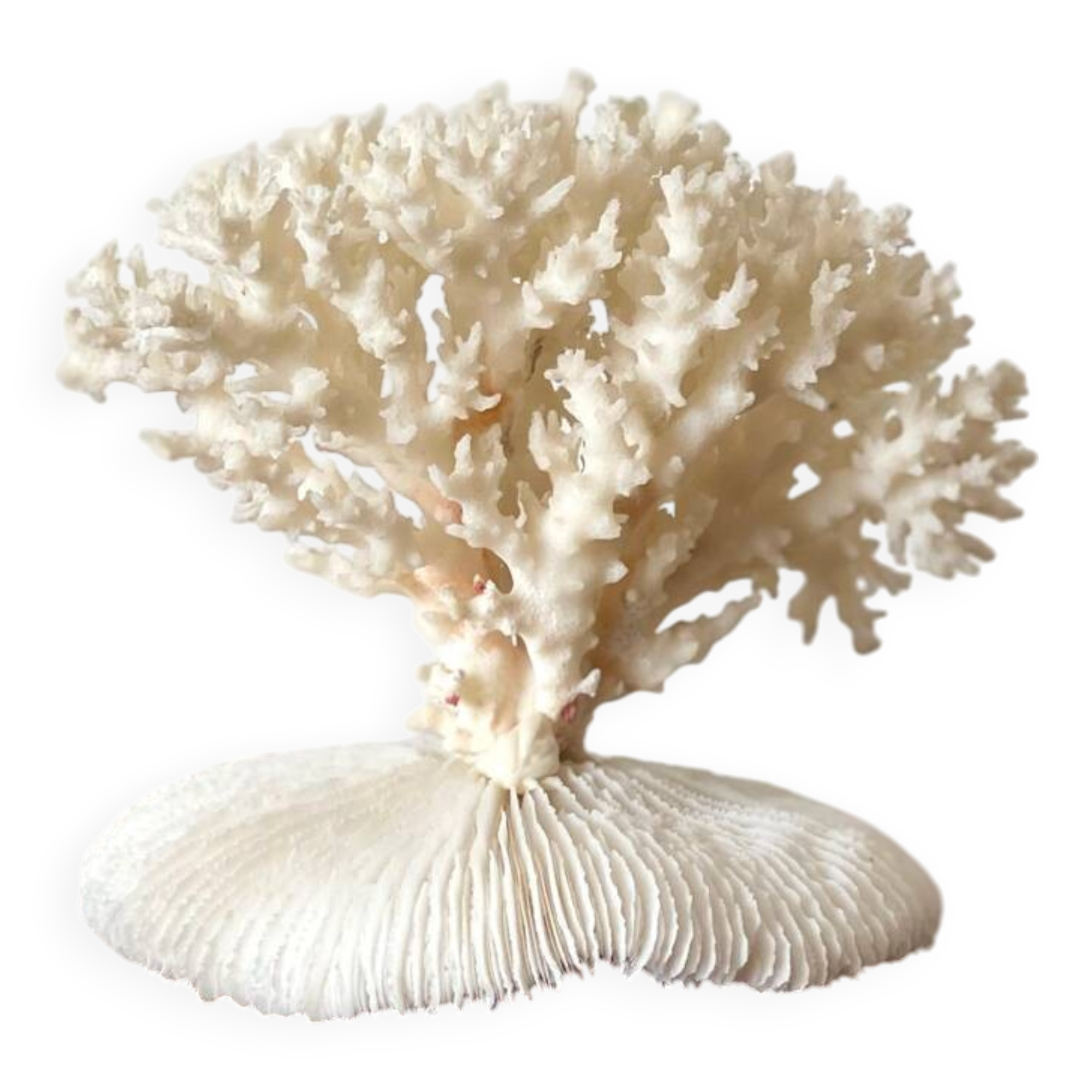 White coral on a natural base