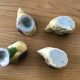 4 coquetiers poussins