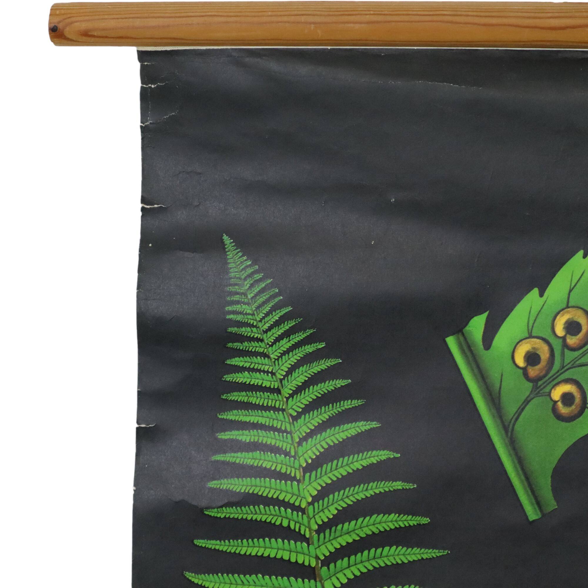 Large Vintage School Map The Fern Jung Koch Quentell 117cm