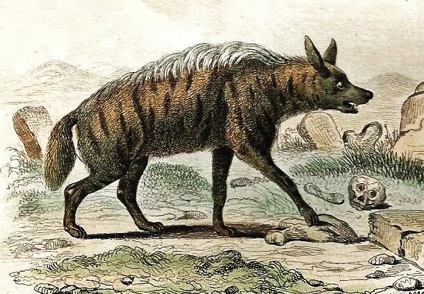 Original Zoological Board "Hyena - Otter of Canada" Buffon 1840