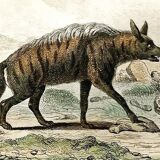 Original Zoological Board "Hyena - Otter of Canada" Buffon 1840