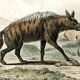 Planche zoologique originale " Hyène & Loutre du Canada " Buffon 1840
