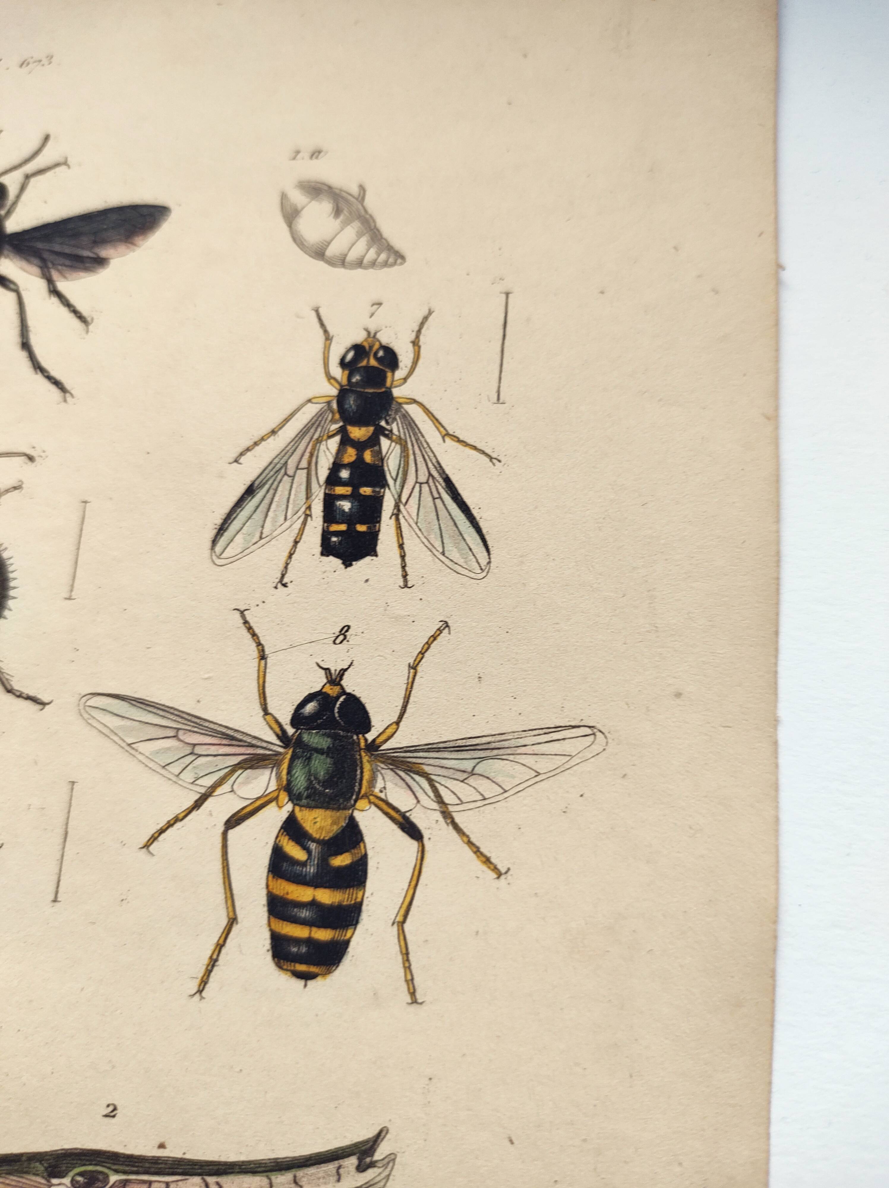 Gravure ancienne de 1838 -Syngnathe anguille- Planche coloriée à la main zoologique et abeille