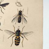 Old engraving from 1838 - Eel pipefish - Zoological and bee hand-colored board