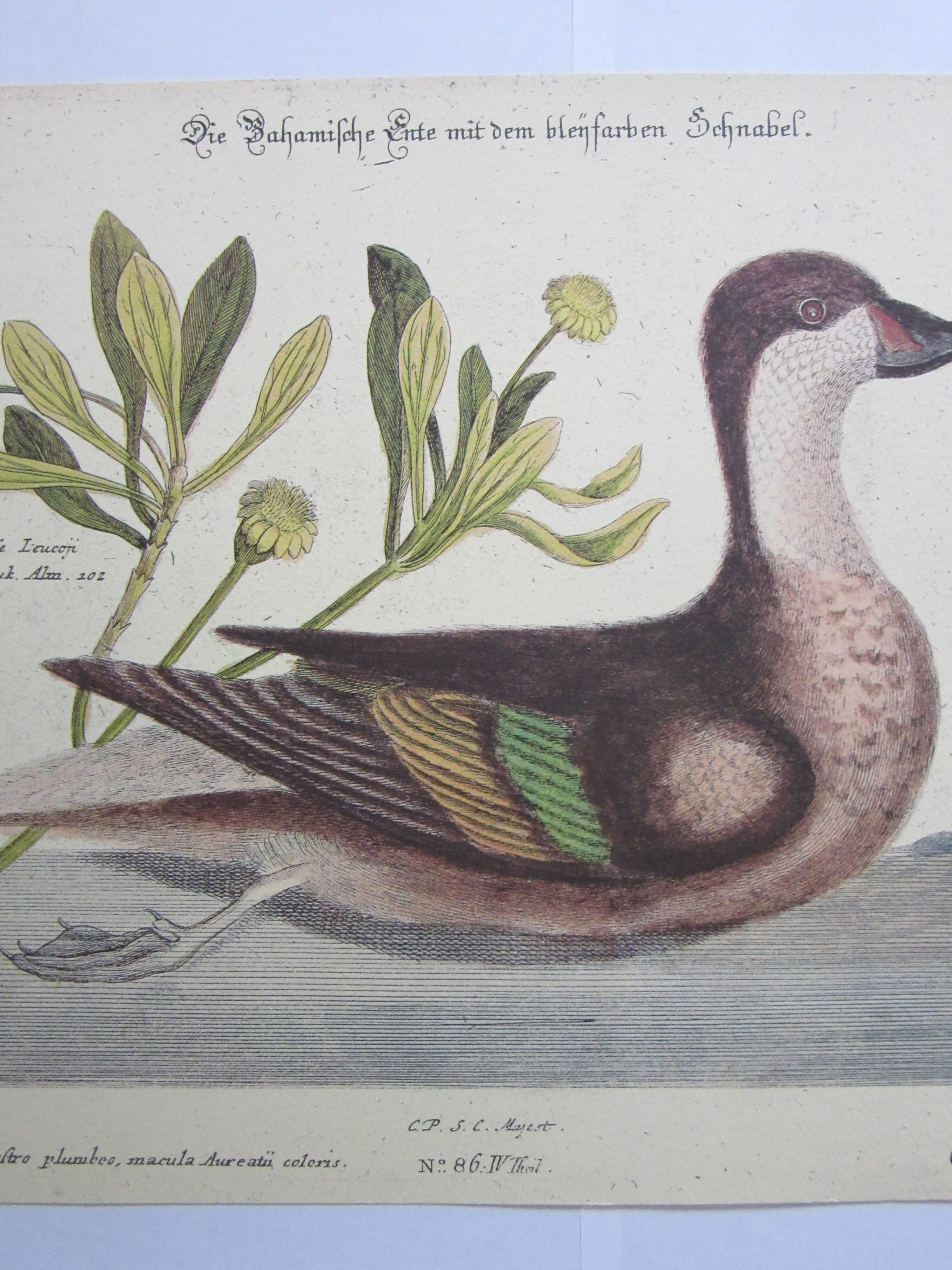 Engraving bird, bahama duck, repro Catesby/Seligmann