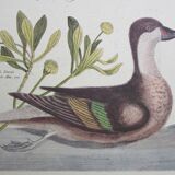 Engraving bird, bahama duck, repro Catesby/Seligmann