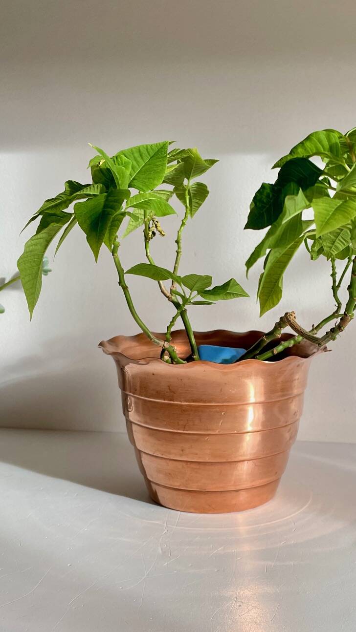 “Mur de Barrez” PLANTER, France, 1960s
