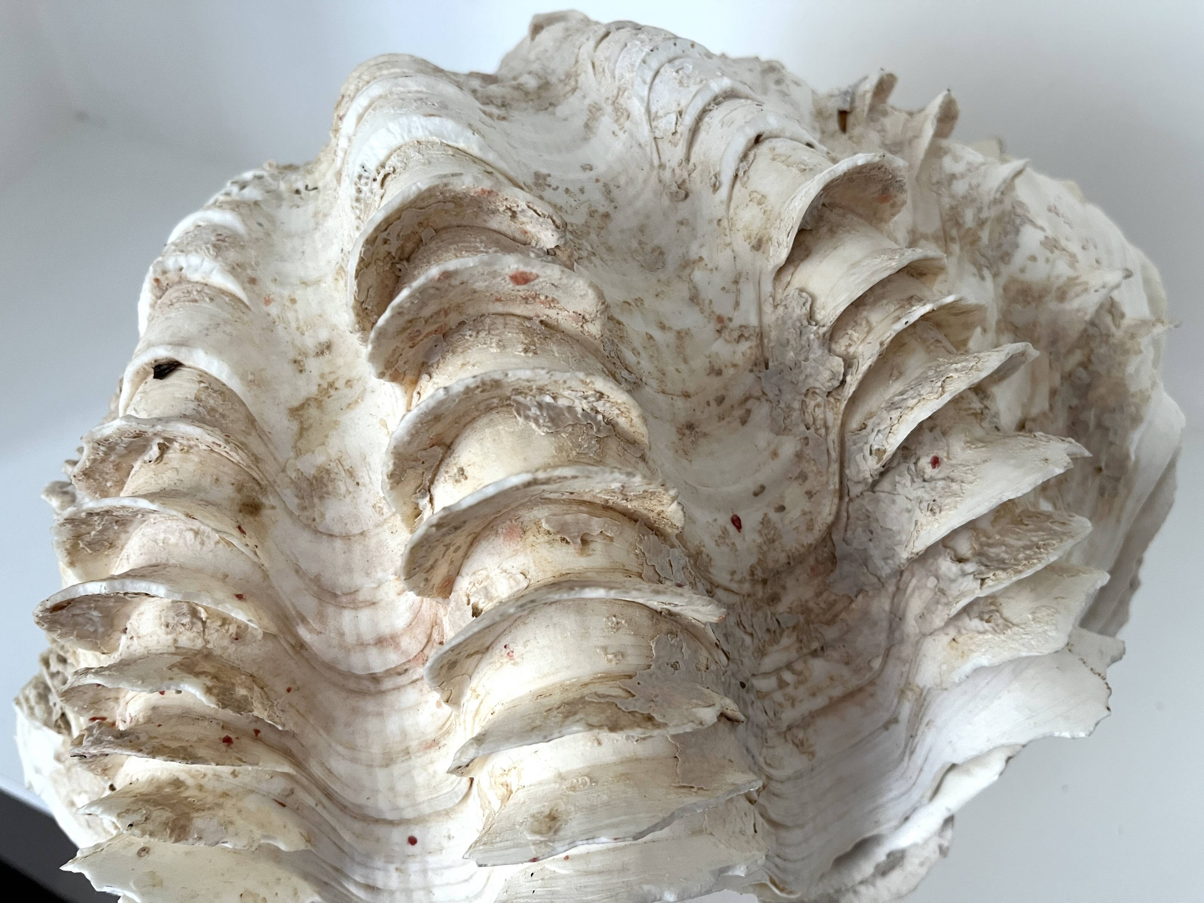 Authentic vintage giant bivalve shell, tridacna gigas shell.