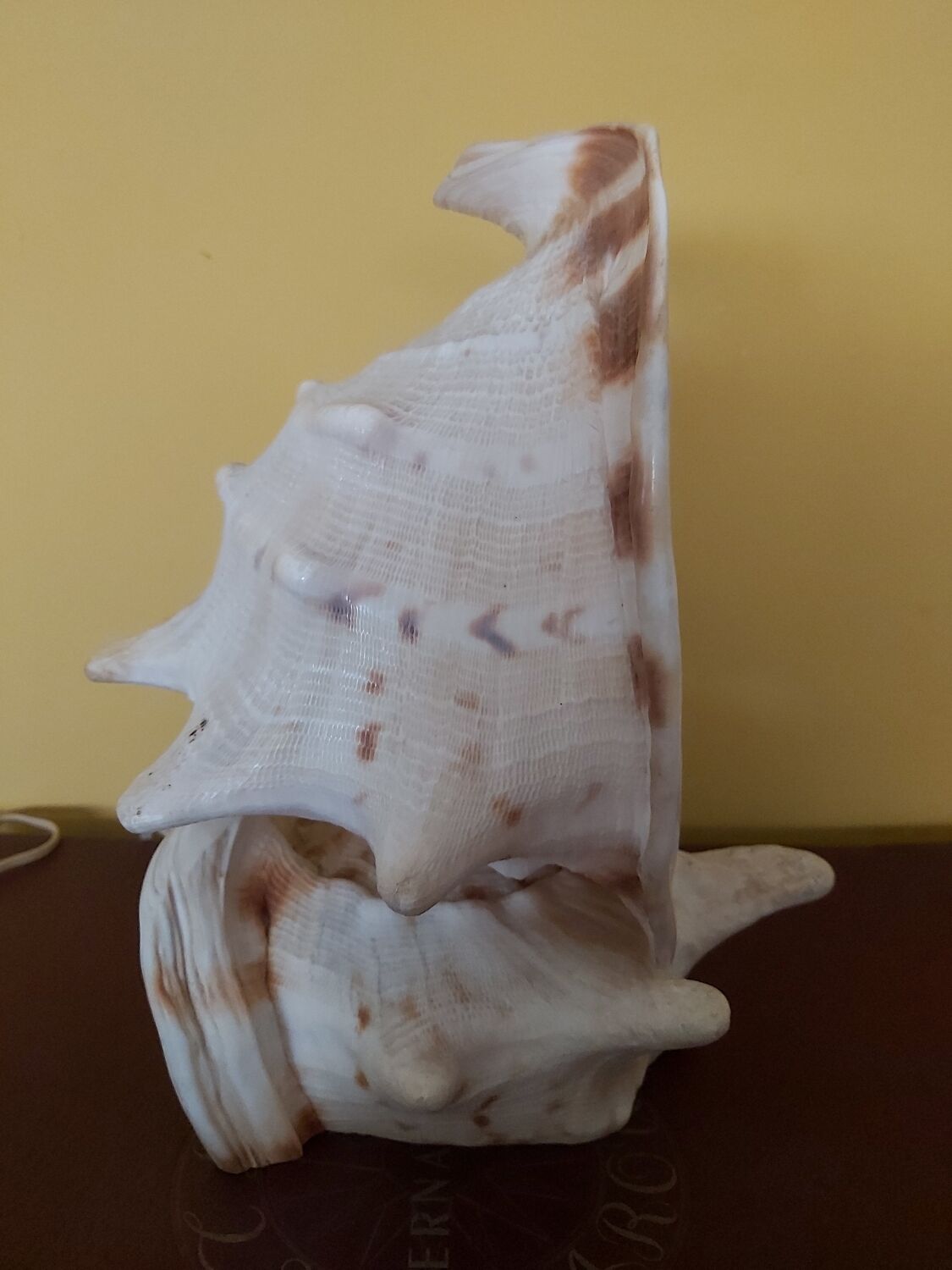 Night light, shell lamp 60s