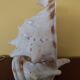 Night light, shell lamp 60s