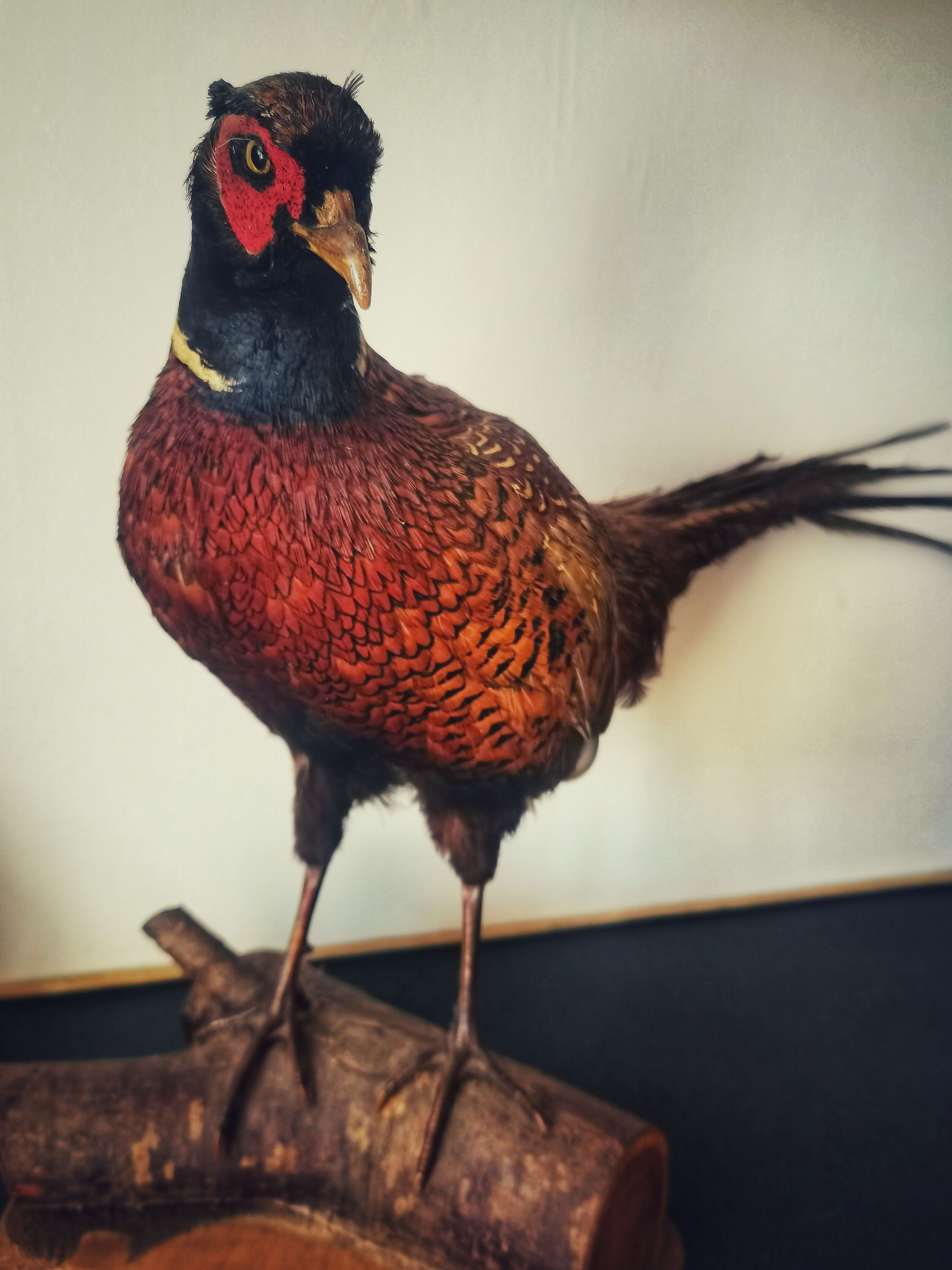 Taxidermy pheasants