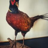 Taxidermie faisans