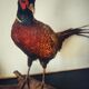 Taxidermie faisans