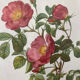 Feared lithograph
