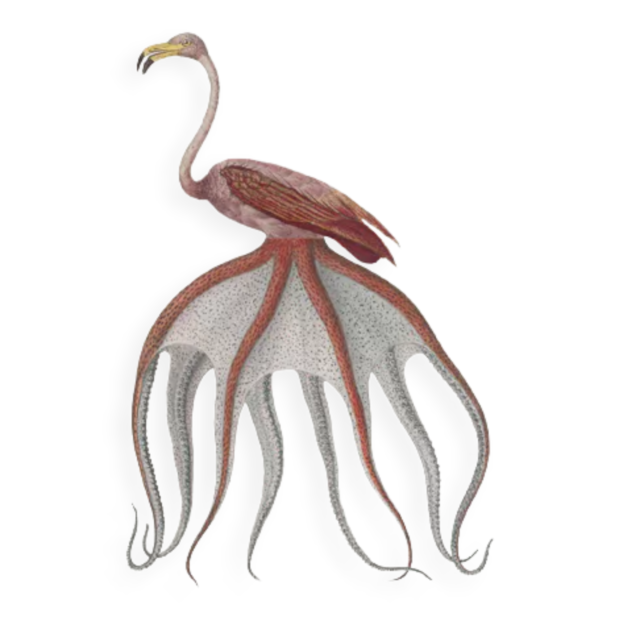 Chimera lithograph animal engraving - the pink flamoulpe