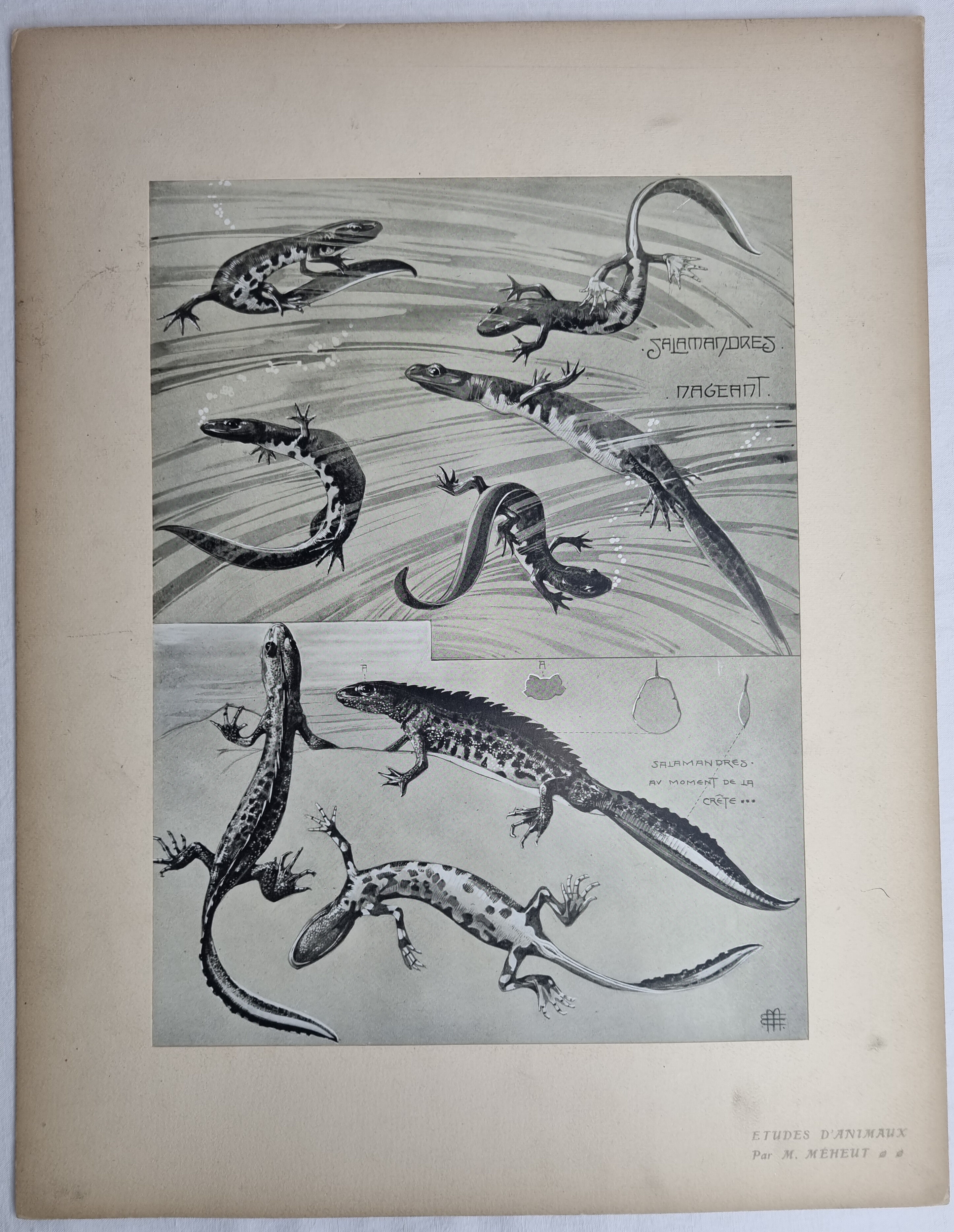 Two original plates "Etudes d'Animaux" by Mathurin Méheut, 1911
