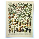 Botanical engraving 1897 A. Millot - Fruits 1, from our regions, varieties