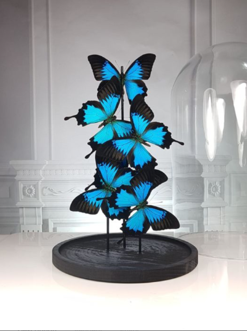 Blue emperor butterflies under large glass dome