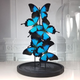 Blue emperor butterflies under large glass dome
