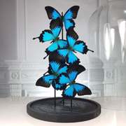 Blue emperor butterflies under large glass dome
