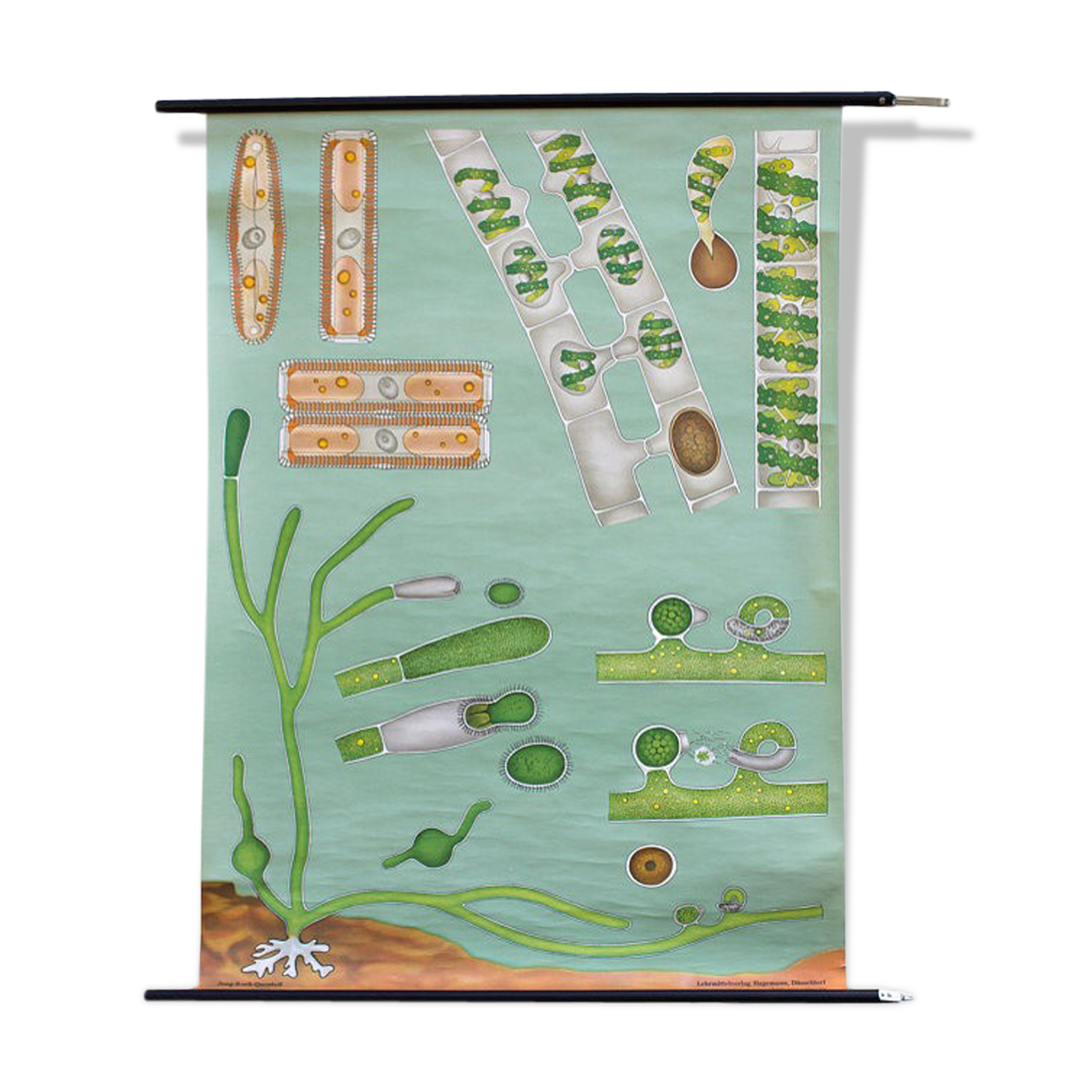 Poster from Jung-Koch-Quentell "seaweed" 1974