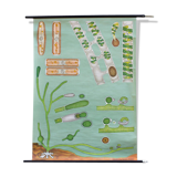 Affiche de Jung-Koch-Quentell "algue" 1974