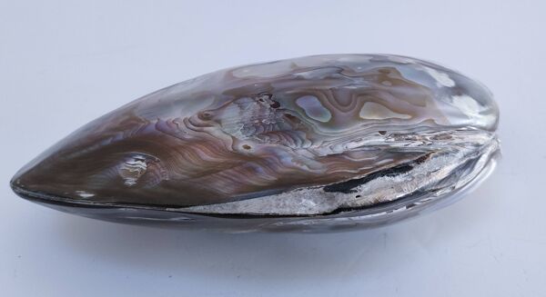 deux coquillages nacrés taille XL