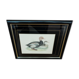 Gravure canard siffleur à tête rouge