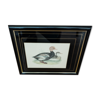 Gravure canard siffleur à tête rouge