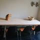 Large mid-century limed solid oak dining table 244 cm x 100 cm, 1950