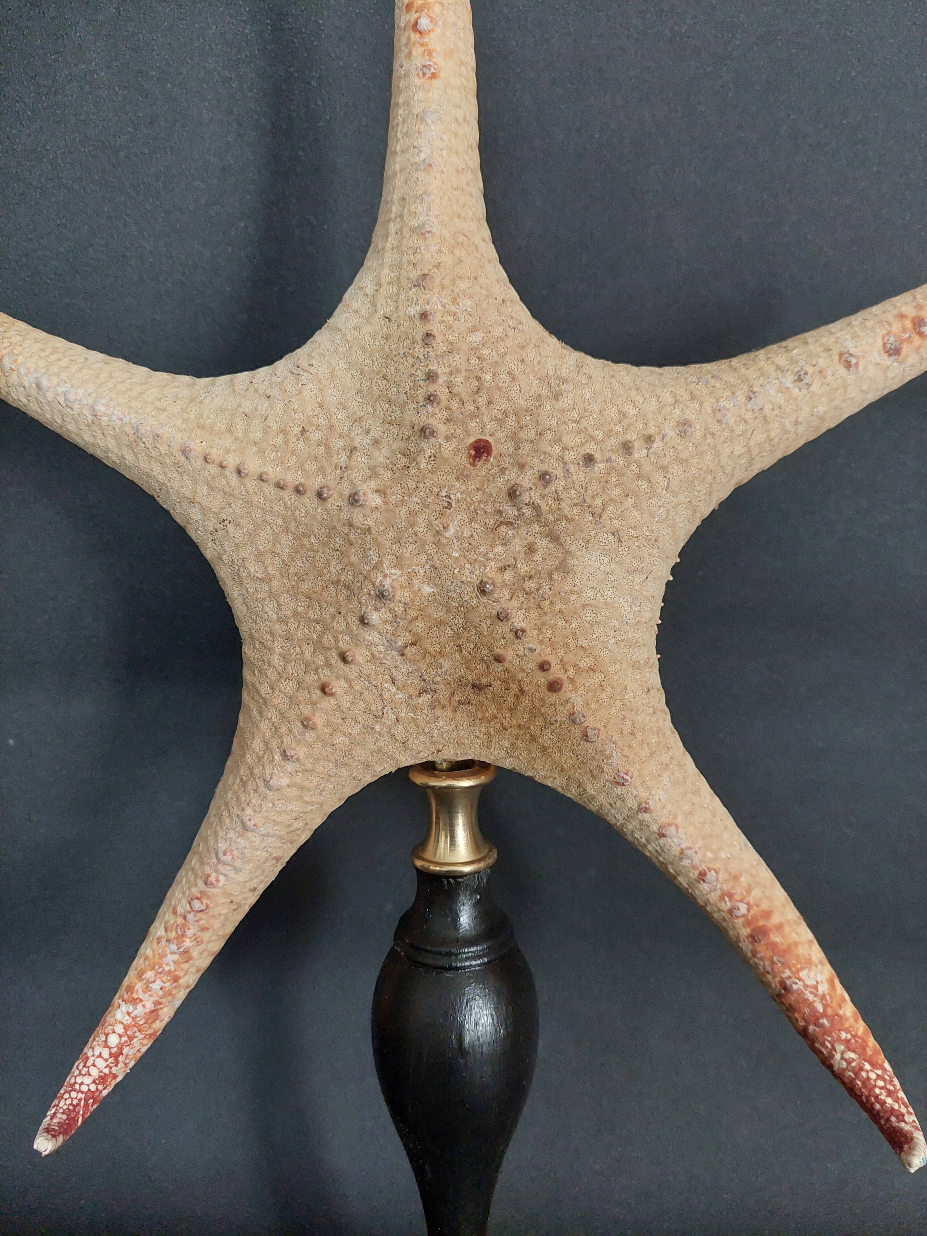 Cabinet of Curiosities starfish Poraster superbus on a base