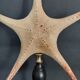 Cabinet of Curiosities starfish Poraster superbus on a base