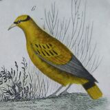 Original Ornithological Plate " Troupiale, Cassique Jaune, Rouge,... - Buffon 1838