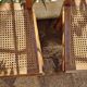 Art deco style chairs carved varnished wood honey brown color 1940