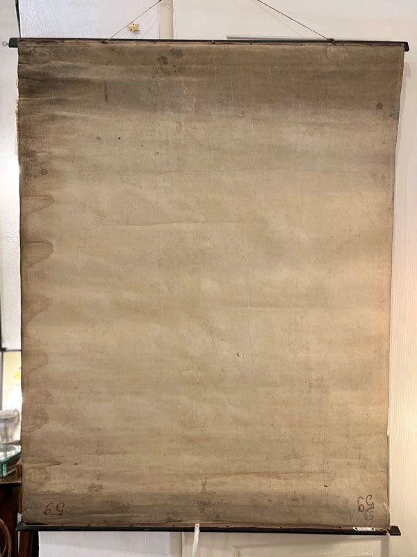 Ancienne planche de botanique de la maison Deyrolle “L’Iris”