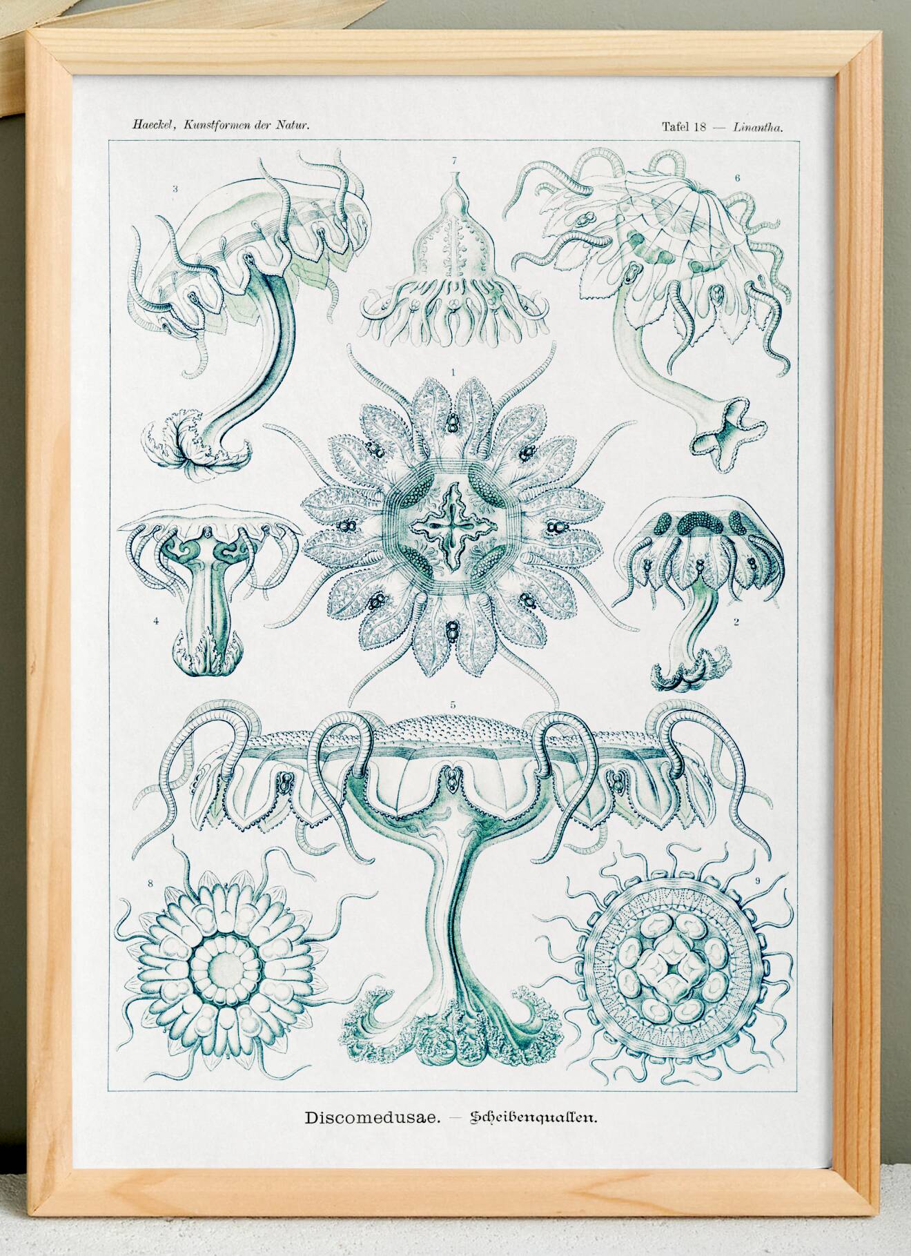Poster about disc-shaped jellyfish, based on a lithograph