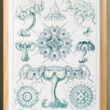 Poster about disc-shaped jellyfish, based on a lithograph