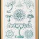 Poster about disc-shaped jellyfish, based on a lithograph